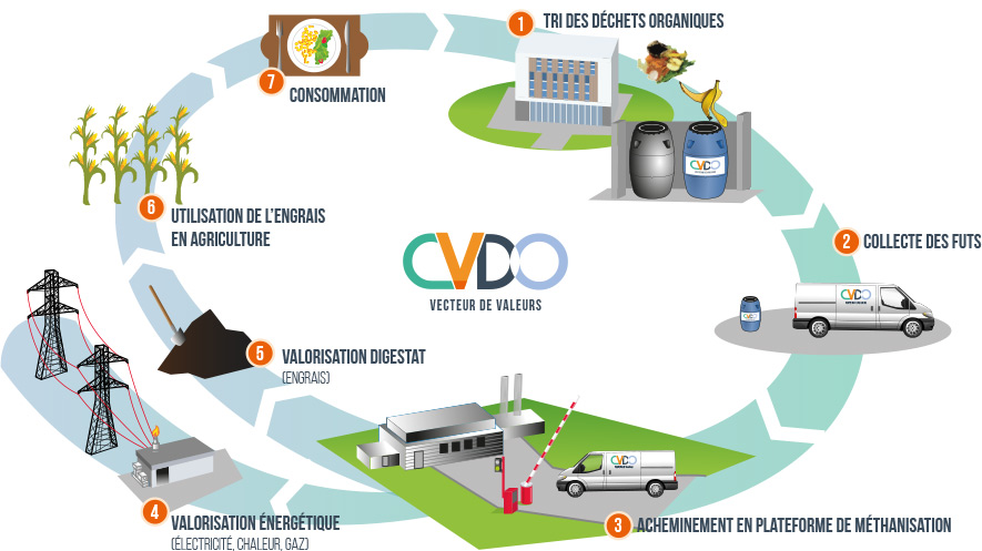 Cycle du traitement CVDO